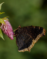 Butterfly, Mourning Cloak