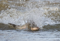 Asian Carp (2 of 6)