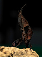 Ghost Mantis-2