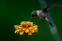 Hummingbird Ruby Throated-3