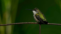 Hummingbird