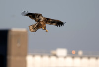 Quad City Eagle Feeding sequence Z9 Sigma 500 (3 of 15)