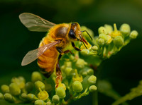 Bee on green flower