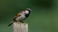 House Sparrow-2