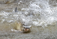 Asian Carp (6 of 6)