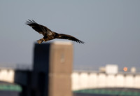 Quad City Eagle Feeding sequence Z9 Sigma 500 (1 of 15)