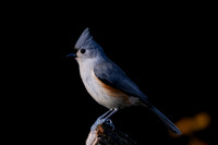 Titmouse, Tufted