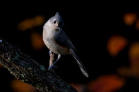 Titmouse, Tufted-2
