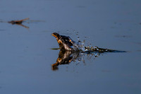Swallow-3