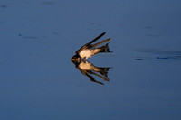 Swallow-2