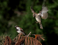 Sparrow, House