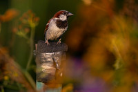 Sparrow