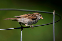 sparrow-2