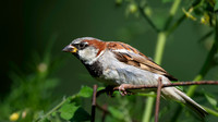 Sparrow-3