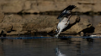 Osprey diving