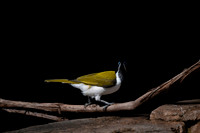 Loriquet, zoo-2