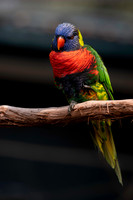 Loriquet, zoo