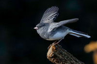 Junco, Dark-eyed