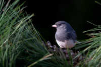 Junco, Dark-eyed-2
