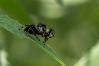 Jumping spider w kill
