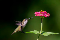 Hummingbird, Ruby Throated