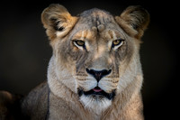 Zoo