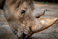Rhinoceros, zoo