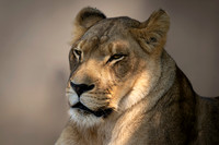 Lion zoo-2