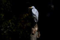 Great Egret