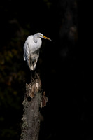 Egret, Great