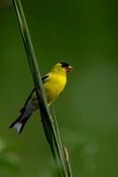Goldfinch, Turkey Run