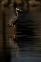Great Blue heron-2