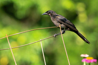 Grackle, Juvenile