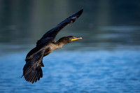 Cormorant-4