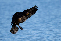 Cormorant-5