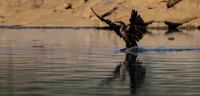 Cormorant-2