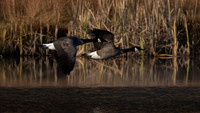 Canada Geese