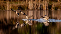 Canada Geese-3