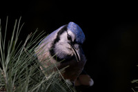 Blue Jay