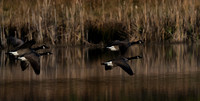 Canada Geese-2