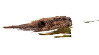 Beaver