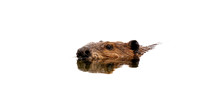 Beaver at FOTH