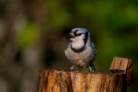 Blue Jay-2