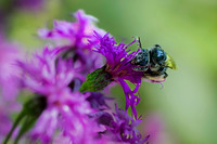 Bee, Carpenter large