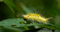 Caterpillar, Tussuck moth-1