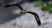 Osprey Patoka Lake