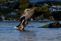 Mallards 2024-08-27 FOTH-2
