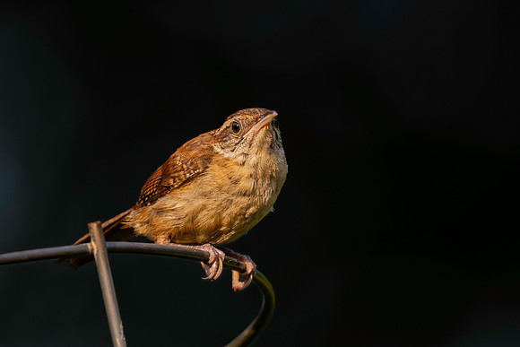 Wren, Carolina