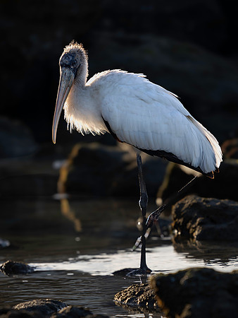Woodstork-2