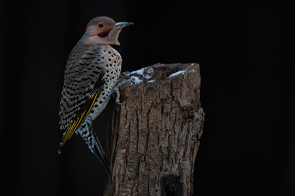 Woodpecker, Northern Flicker, Backyard